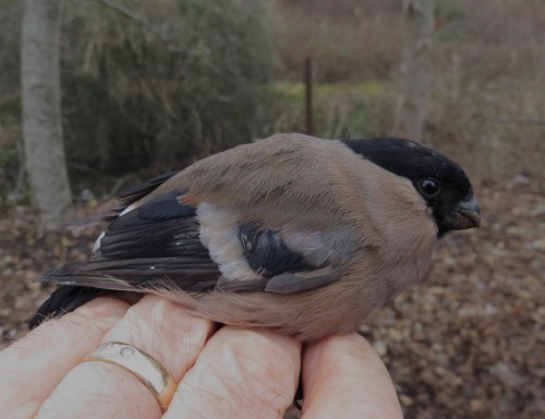 IMG_2574 Bufffinch 5f