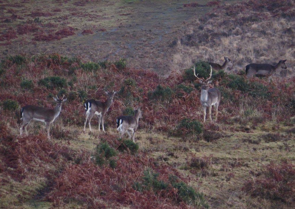 IMG_2589 Fallow Deer New Forest