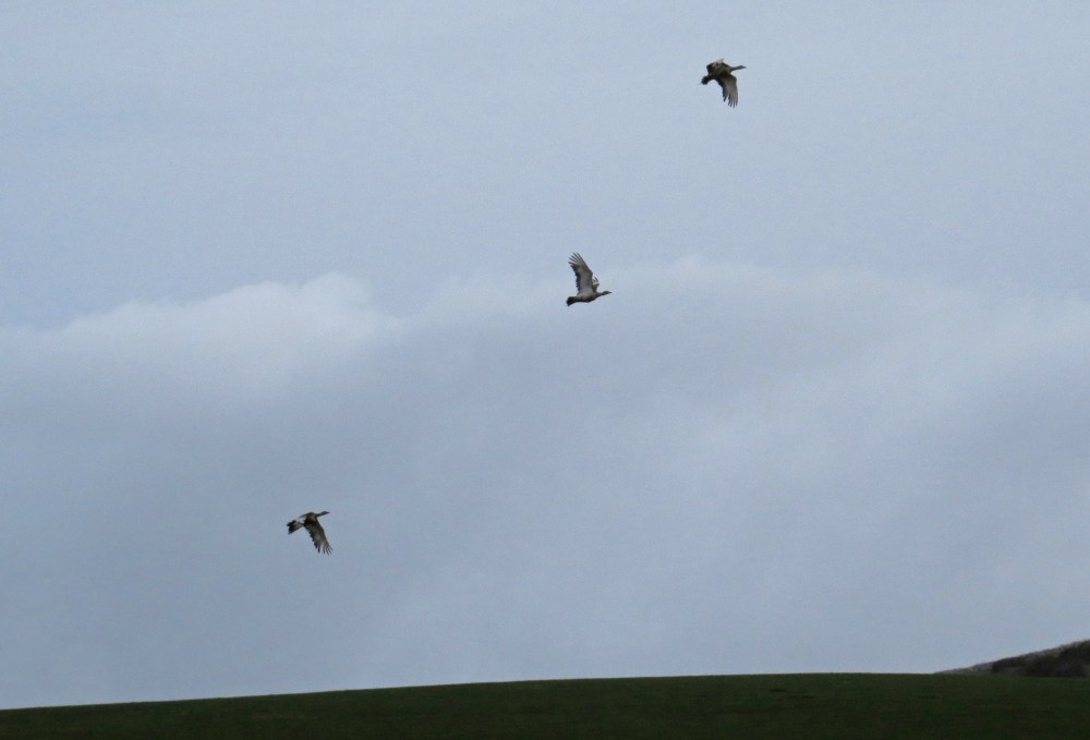 IMG_2596 Great Bustards