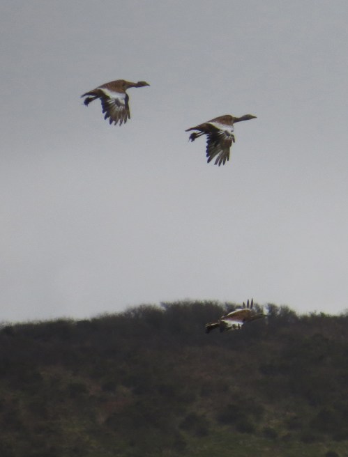 IMG_2602 Great Bustards