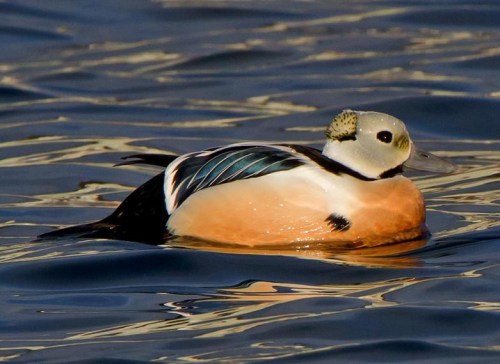 edredone-di-steller- M Ravasini