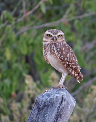 IMG_0698 Burrowing Owl