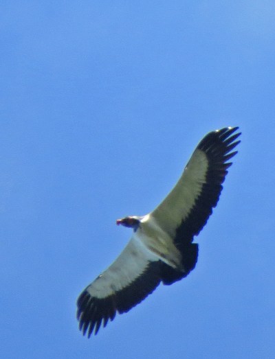 IMG_0868 King Vulture