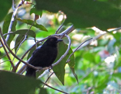 IMG_0889 Fringe-backed Fire-eye