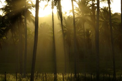 IMG_0919 sunset in palms