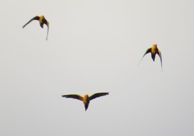 IMG_0925 Jandaya Parakeet