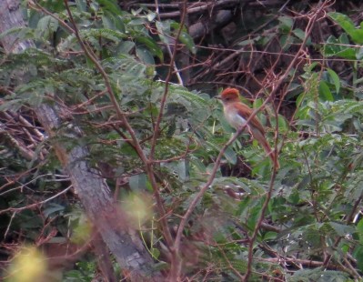 IMG_1002 Ash Br Casiornis