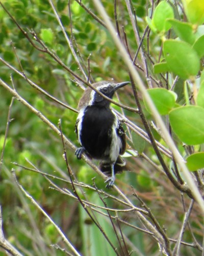 IMG_1066 Sincora Antwren