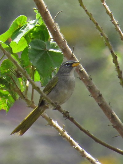 IMG_1088 Serra Finch