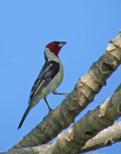 IMG_1093 Red-cowled Cardinal