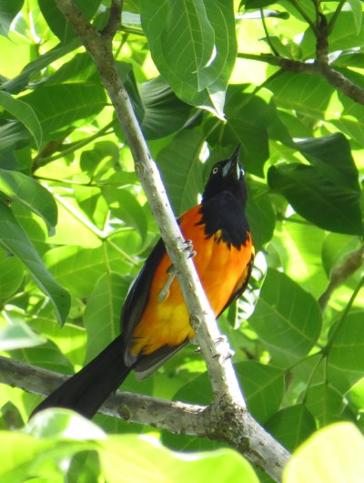 IMG_1099 Campo Troupial