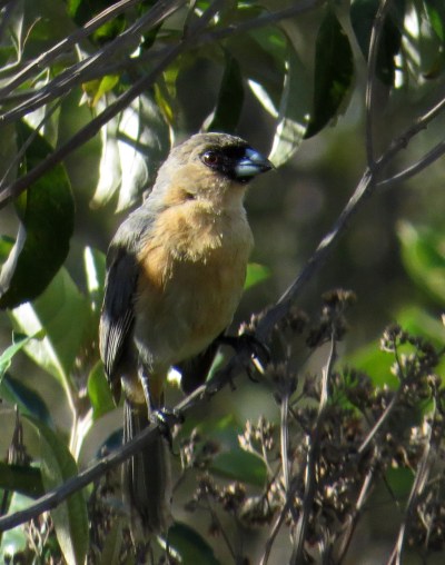 IMG_1119 Cinnamon Tanager