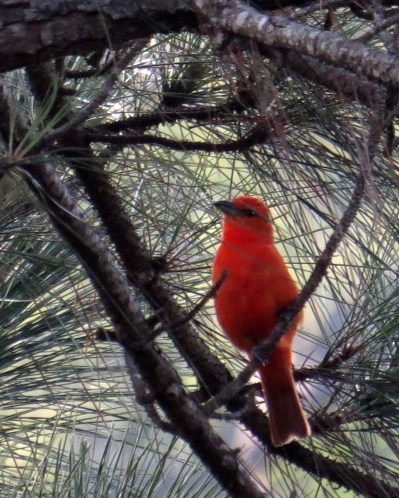 IMG_1132 Red (Hepatic) Tanager