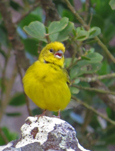 IMG_1160 Stripe-tailed Yellow Finch