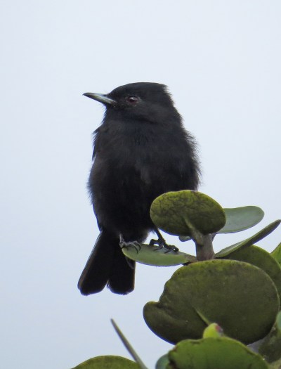 IMG_1181 Velvety Black Tyrant