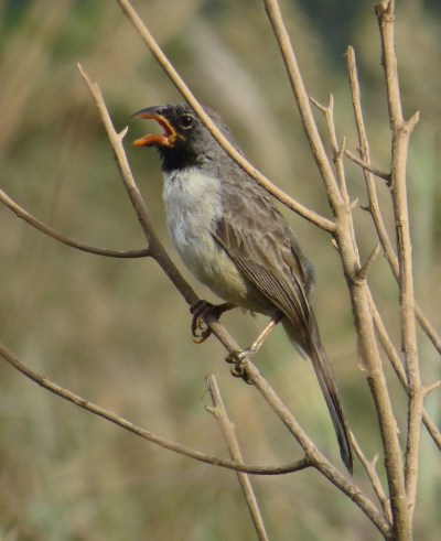 IMG_1257 BT Saltator