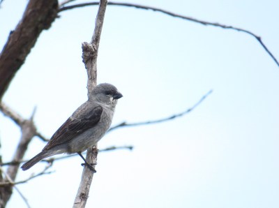 IMG_1298 Plumbeous Seedeater