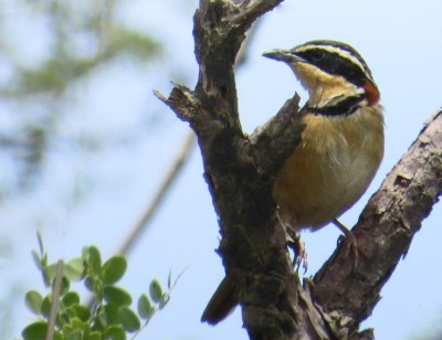 IMG_1330 Collared Crescentchest