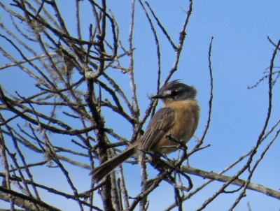 IMG_1346 Grey-backed Tachuri