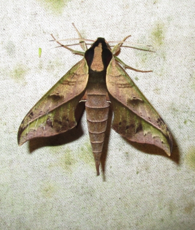 IMG_1468 Hawk moth