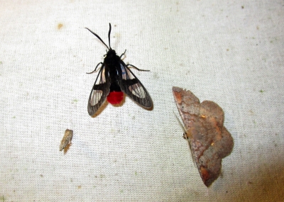 IMG_1476 moths