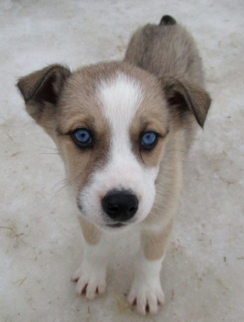 IMG_1631 Husky puppy