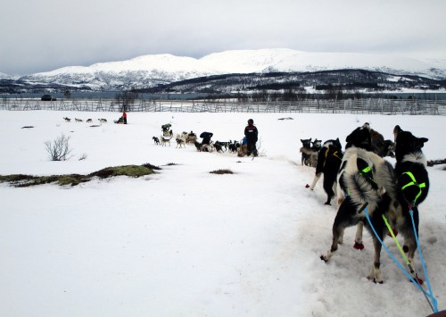 IMG_1656 dog sledding