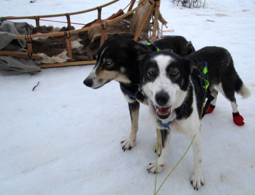 IMG_1660 huskies