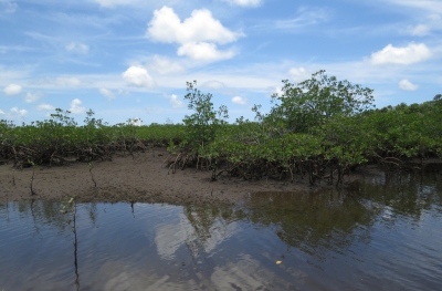 IMG_2435 mangroves