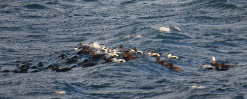 IMG_3003 Common Eiders