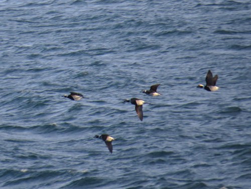 IMG_3057 LT Duck better