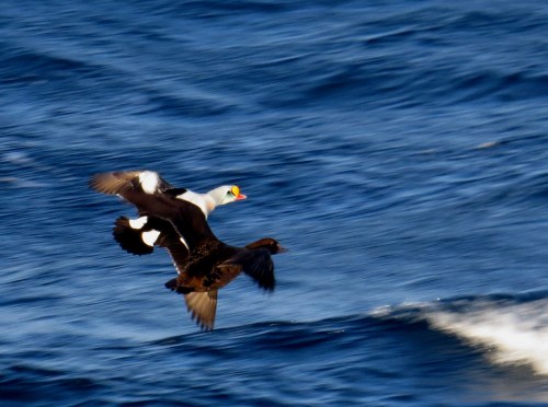 IMG_3072 male & female King Eider