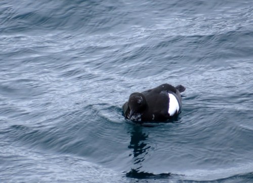 IMG_3145 Black Guillemot