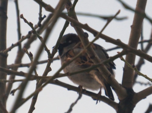 IMG_3237 House Sparrow