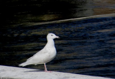 IMG_3302 Glaucous Gull