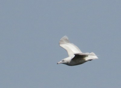 IMG_3338 Glaucous Gull