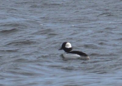 IMG_3369 Bufflehead