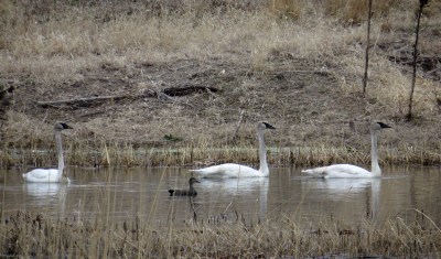 IMG_3510 Trumpeter Swans