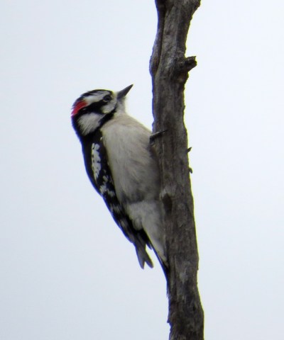 IMG_3524 Downy Woodpecker