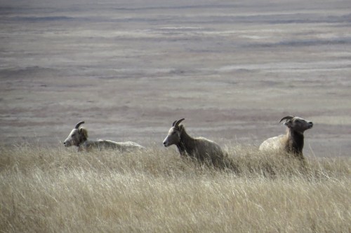 IMG_3972 Bighorn Sheep
