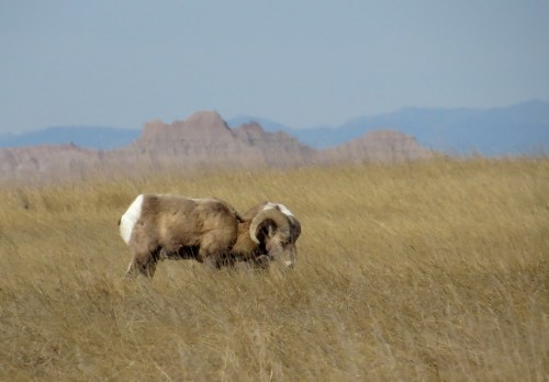 IMG_3974 Bighorn Sheep