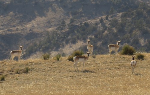 IMG_4077 Pronghorns