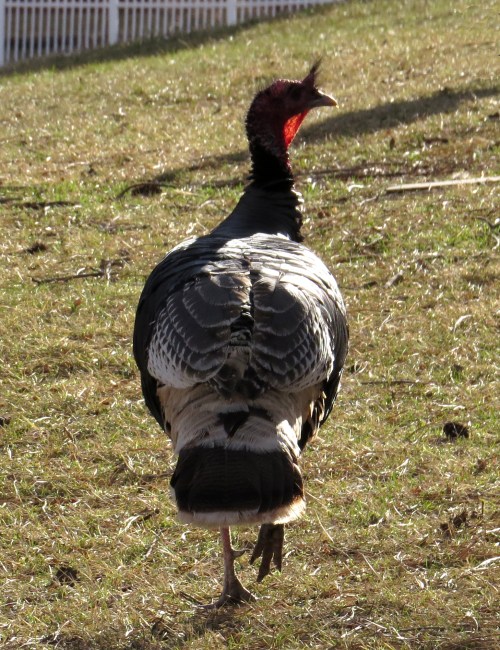 IMG_4108 Wild Turkey