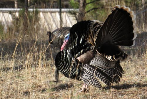 IMG_4117 Wild Turkey
