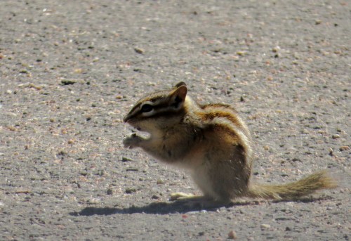 IMG_4191 Least Chipmunk