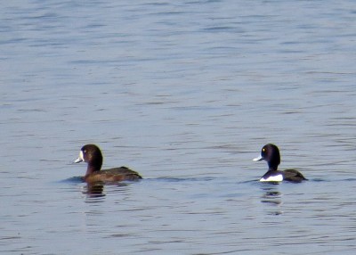IMG_6805 Tuftie & Scaup