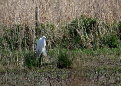 IMG_6830 GWE Radipole
