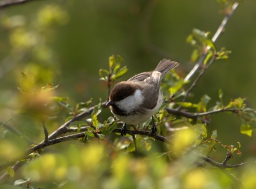 Caspian_Tit greyowliran