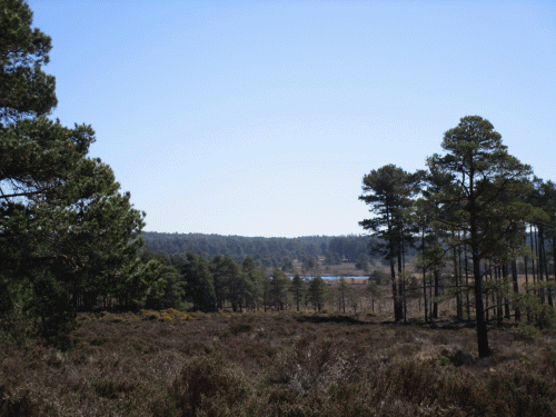 IMG_5971-Mordon-Bog