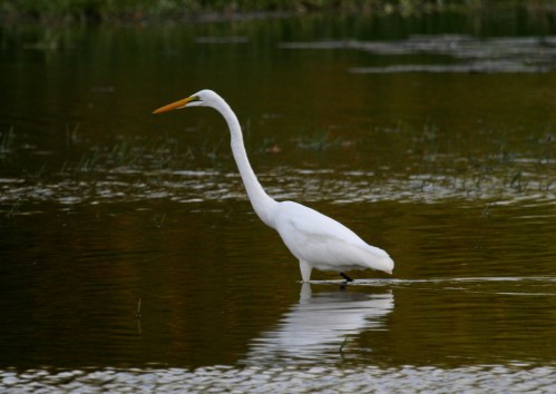 IMG_6722 Great egret
